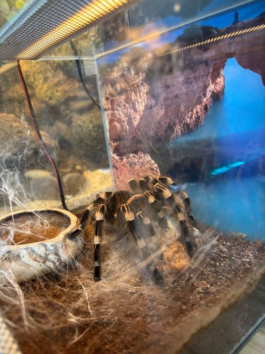 Ptasznik Białokolanowy z terrarium  i oświetleniem