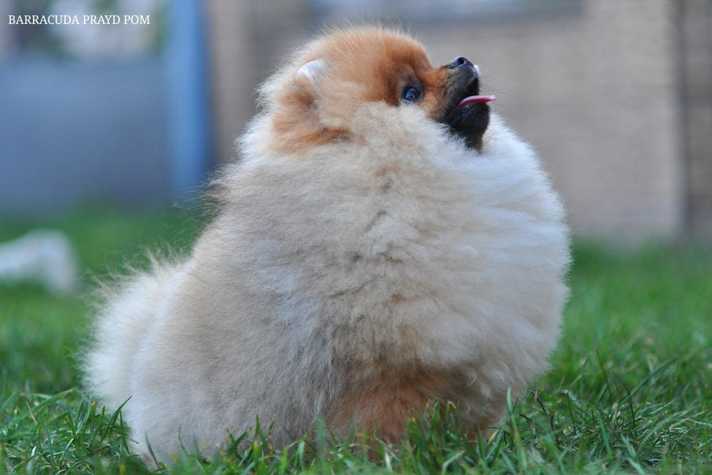 Эффектная Barracuda