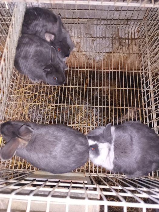 Coelhos anões/ Leonardo de Borgonha  / Cruzamento borboleta com espanhol.