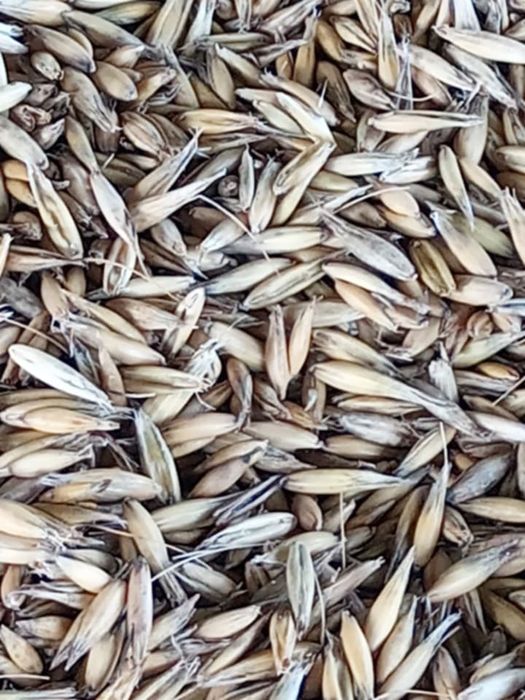 Sprzedam zboże pszenicę i owies