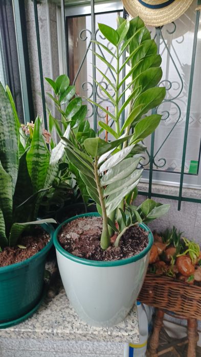 Vasos de espadas de são Jorge