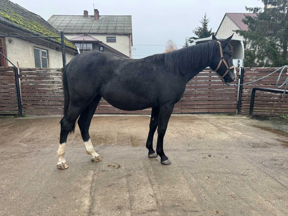 Sprzedam klacz śląską