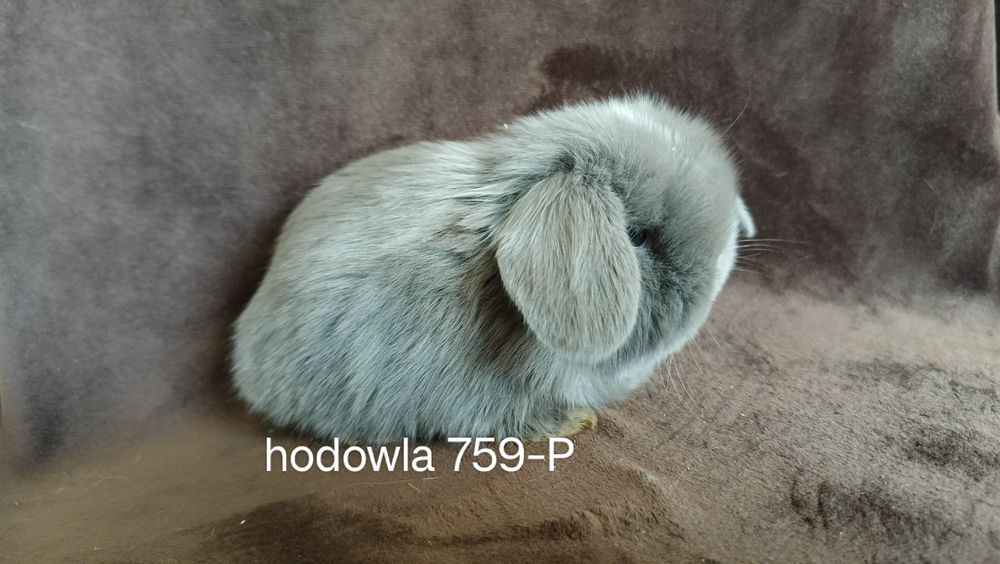 Mini lop króliki karzełek miniaturka baranek hodowla