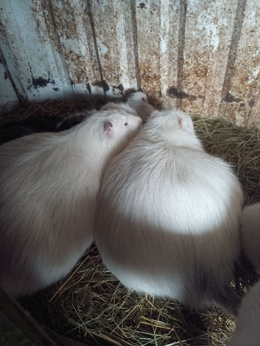 Цуценята продам.