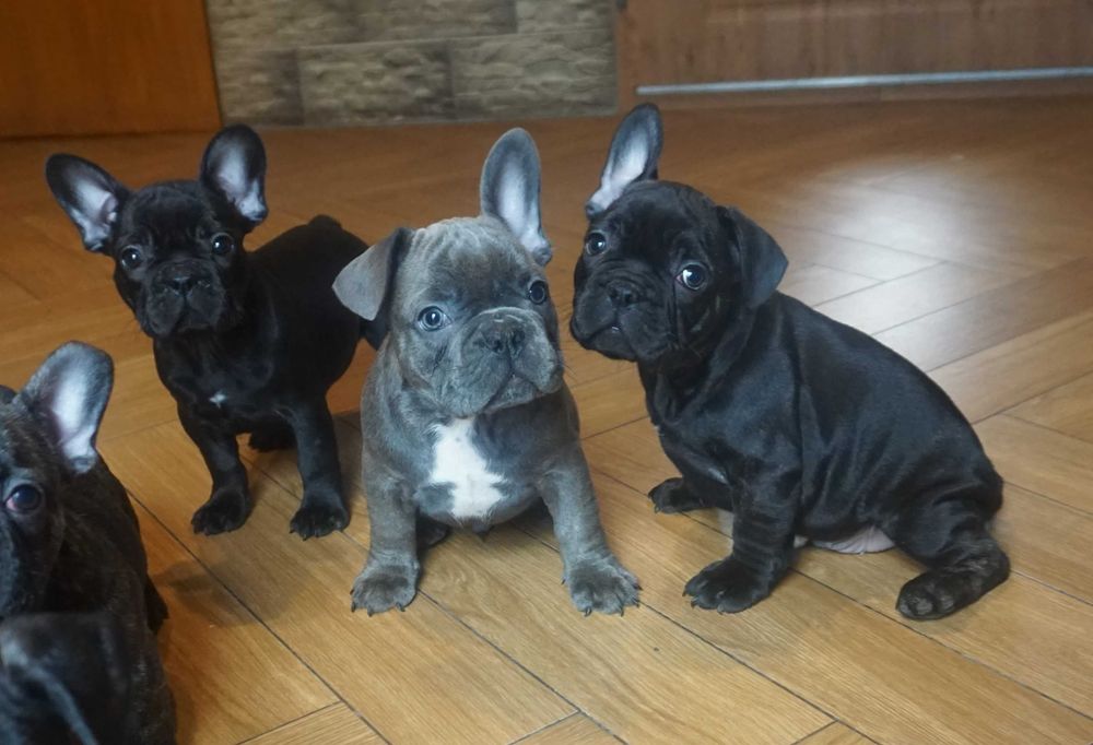 buldog francuski cudny szczeniaczek