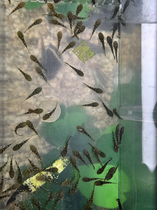 Ancistrus sp recem nascidos e com mais de um ano