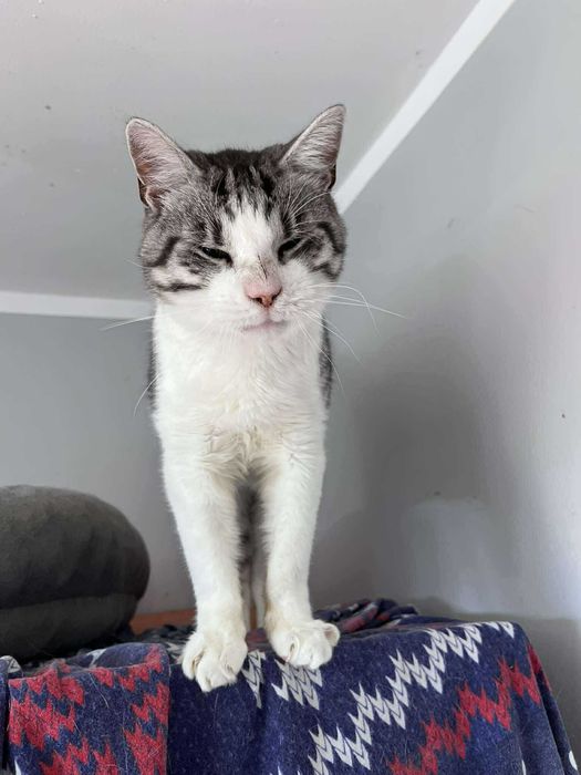 Super śmieszny kocurek do adopcji :)