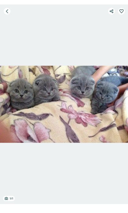 Шотландские котята. Вислоухие.