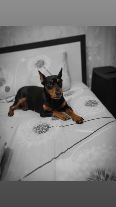 Щенки цвергпинчера