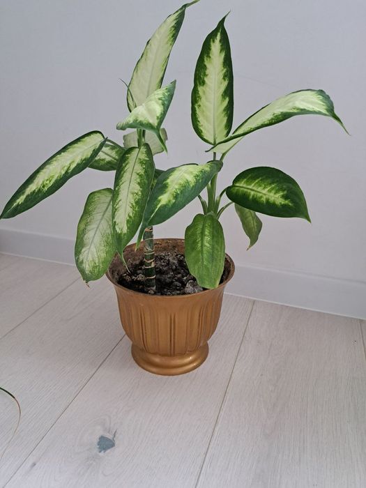 Дифінбахія Каміла