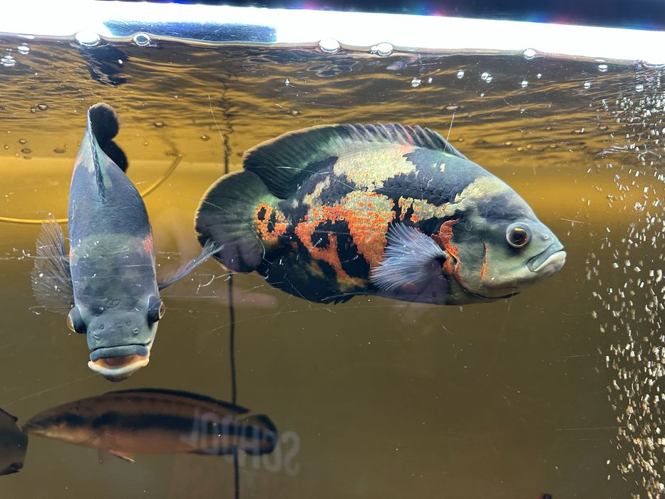 Para pielęgnic pawiookich 25cm - astronotus ocellaris
