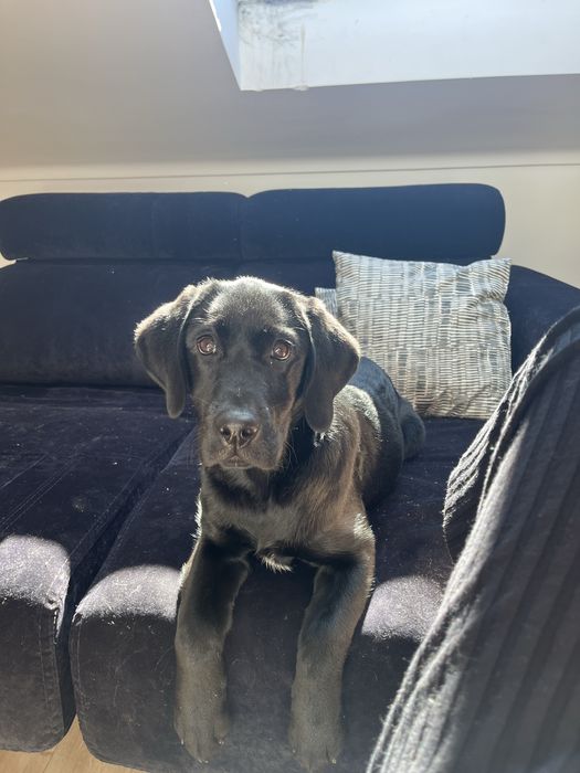 Adoção Labrador Preto