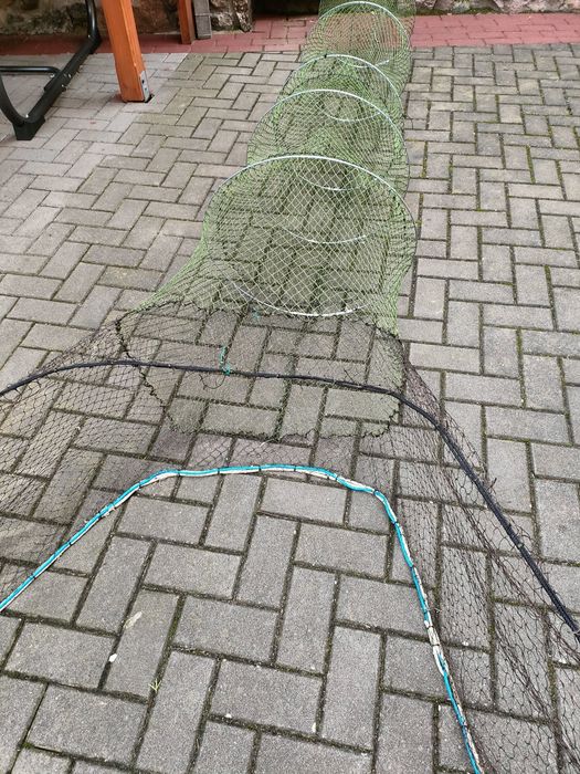 Żaki Ala mierorze