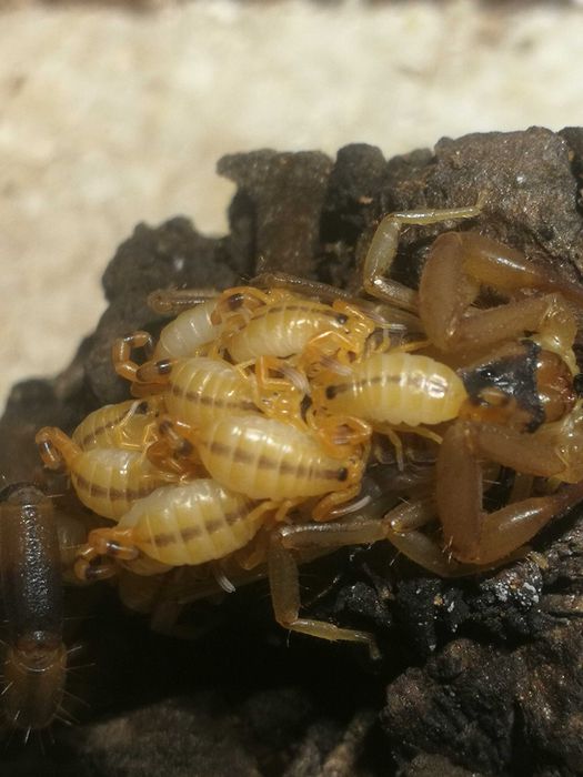 Skorpion, ptasznik Heterometrus/Babycurus/Chaerilus/Janalychas