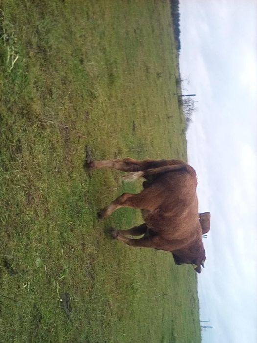 Sprzedam byka rasy MM