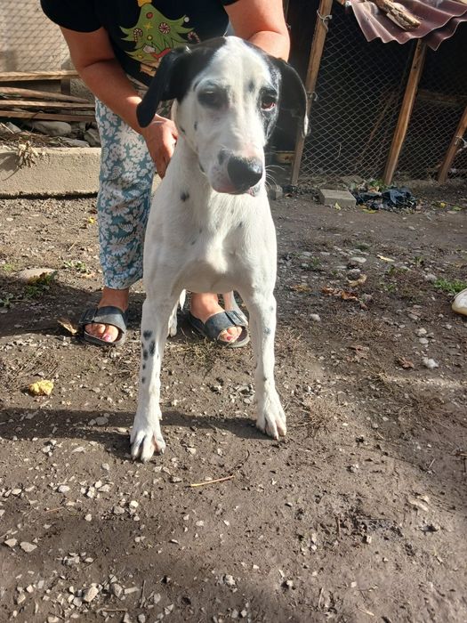 Продам песика за хорошою ціною