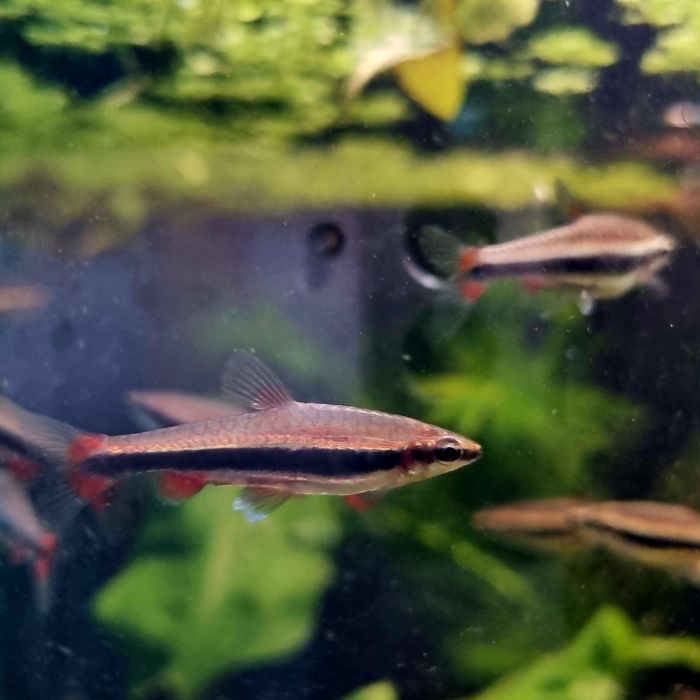 Drobnoustek beckforda