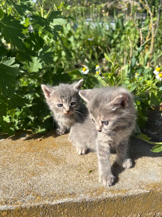 Віддам у добрі руки чарівних кошенят