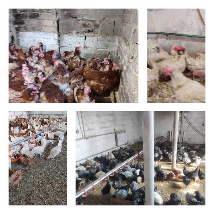 Продам кури несушки! Доставка безкоштовна. Біла Церква!