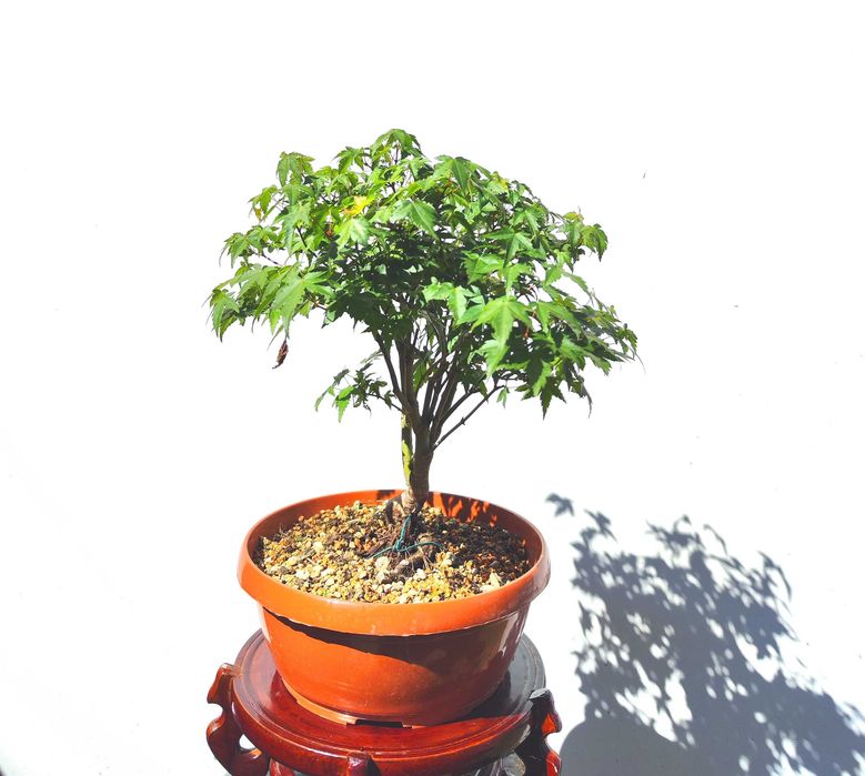 Pre Bonsai klon palmowy Little Princess