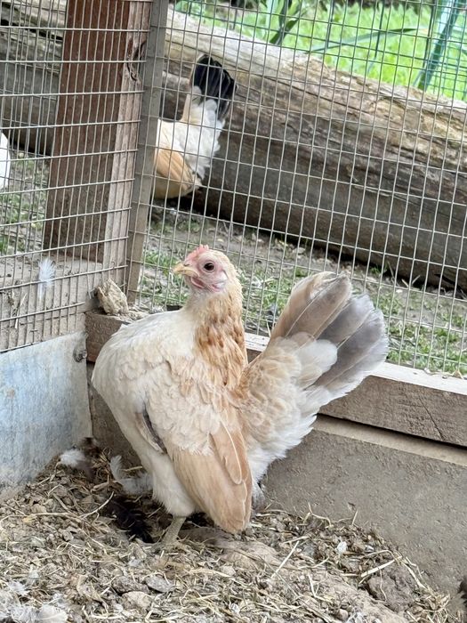 Serama Kogut Kura Para