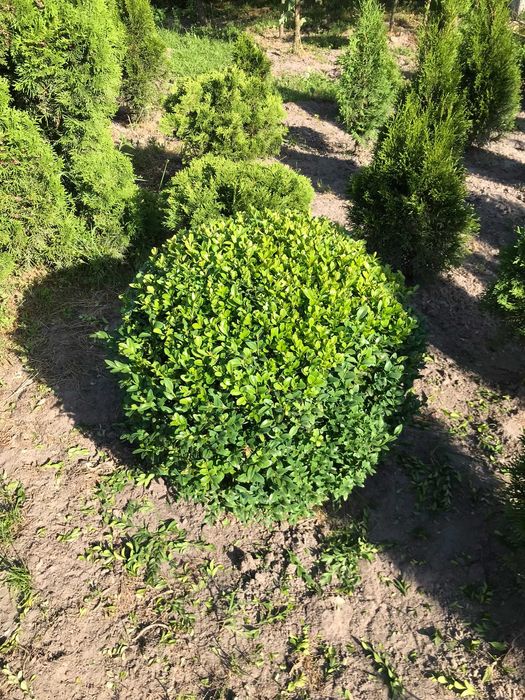 Самшит вічнозелений