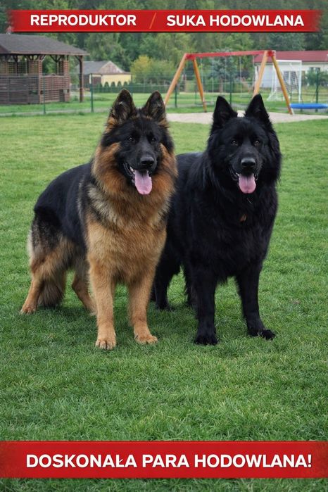 Owczarek Niemiecki Długowłosy