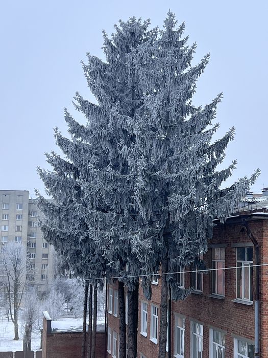 2 к. квартира  (від власника)