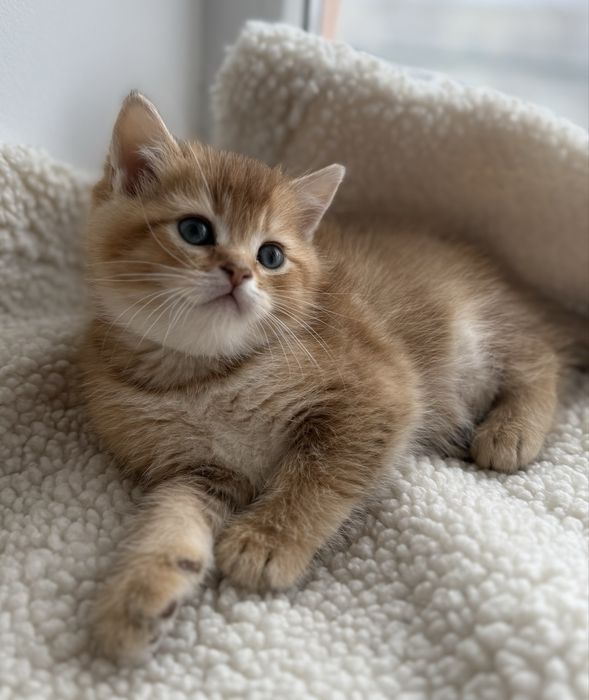 Чарівний хлопчик золотої шиншили