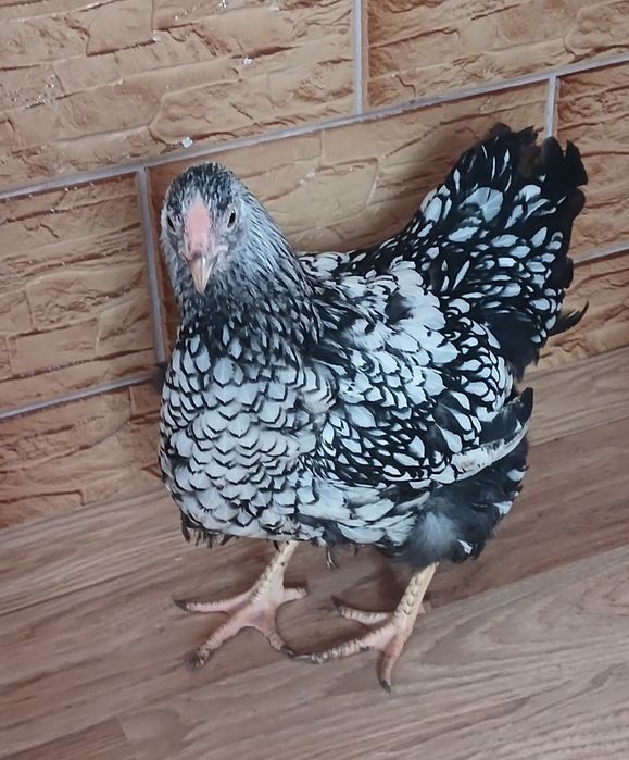 Інкубаційне яйце, віандот срібло