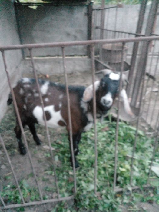 Продам кози Англо-Н