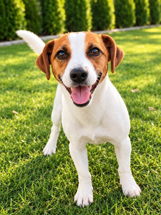 Pies - Jack Russell terrier - oddam za darmo w dobre ręce