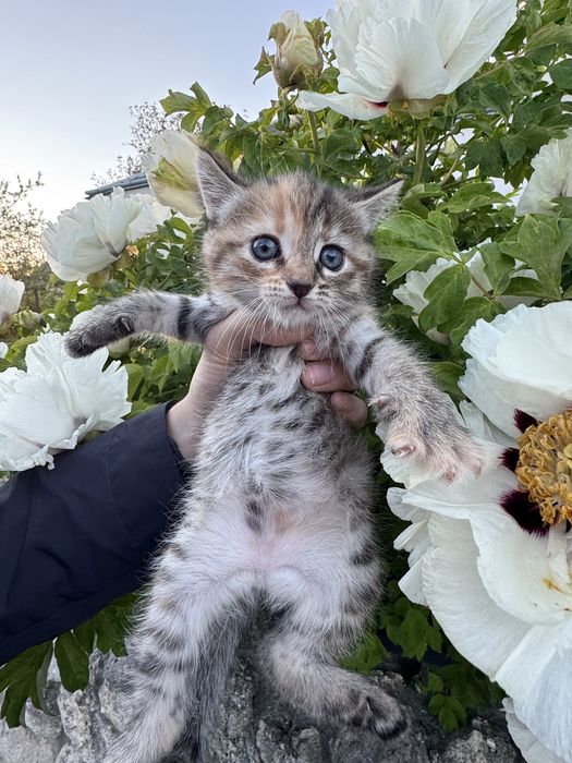 Киця шукає сім’ю