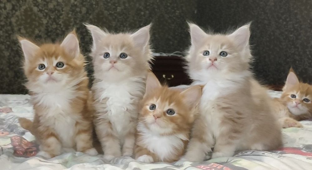 Мейн Кун. Котята.