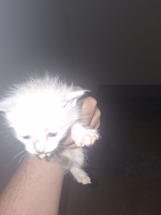 Gatinhos bebés para adoção.