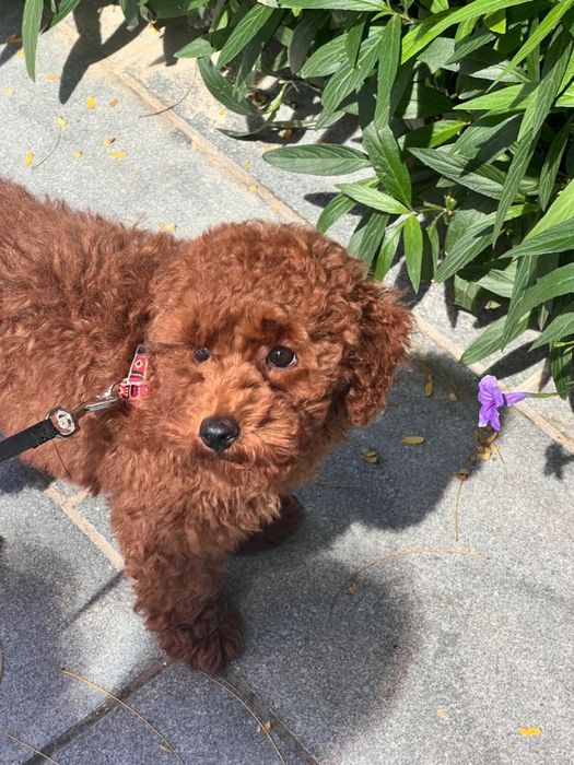 Интеллект и нежность в одном малыше