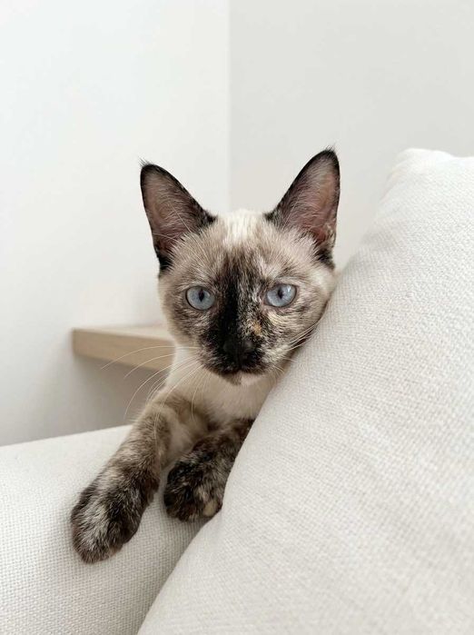 Setúbal / Margem Sul / Lisboa — BIANCA, gatinha para adoção