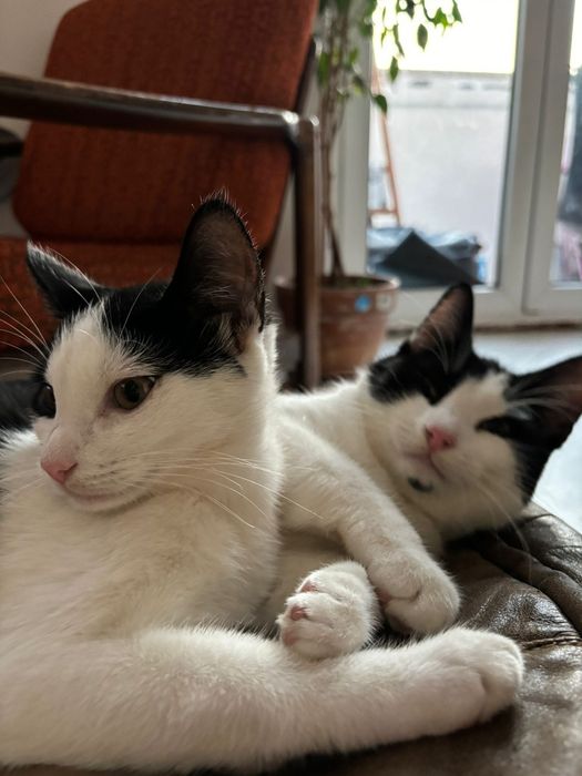 Kocie pingwinki szukają domku