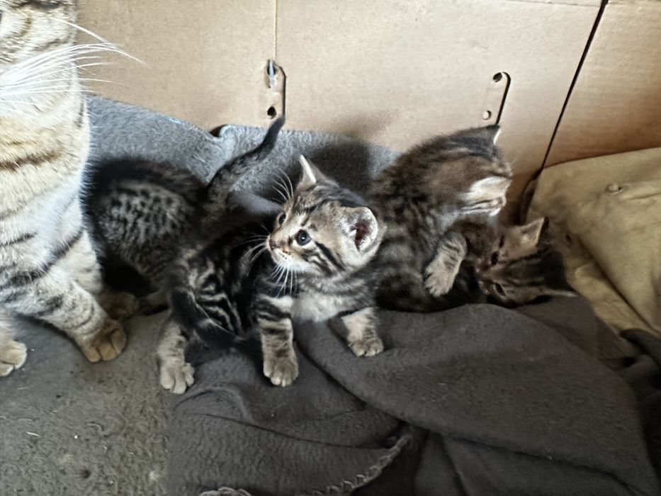 Кошеня  Тигровий окрас