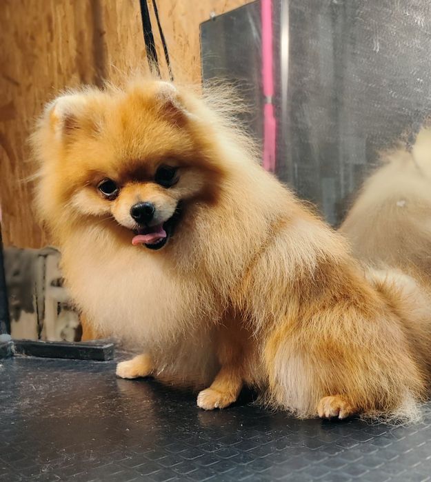 Красень  шпіц  чекає