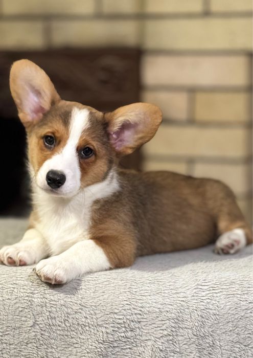 Вельш коргі кардиган хлопчики і дівчата КСУ