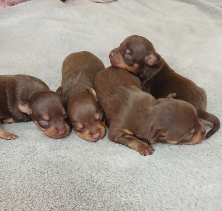 Кукольні чистокровні дітки трй-тер'єра