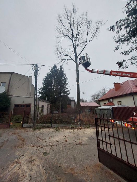 Wycinka przycinanie pielęgnacja drzew także bardzo trudnych