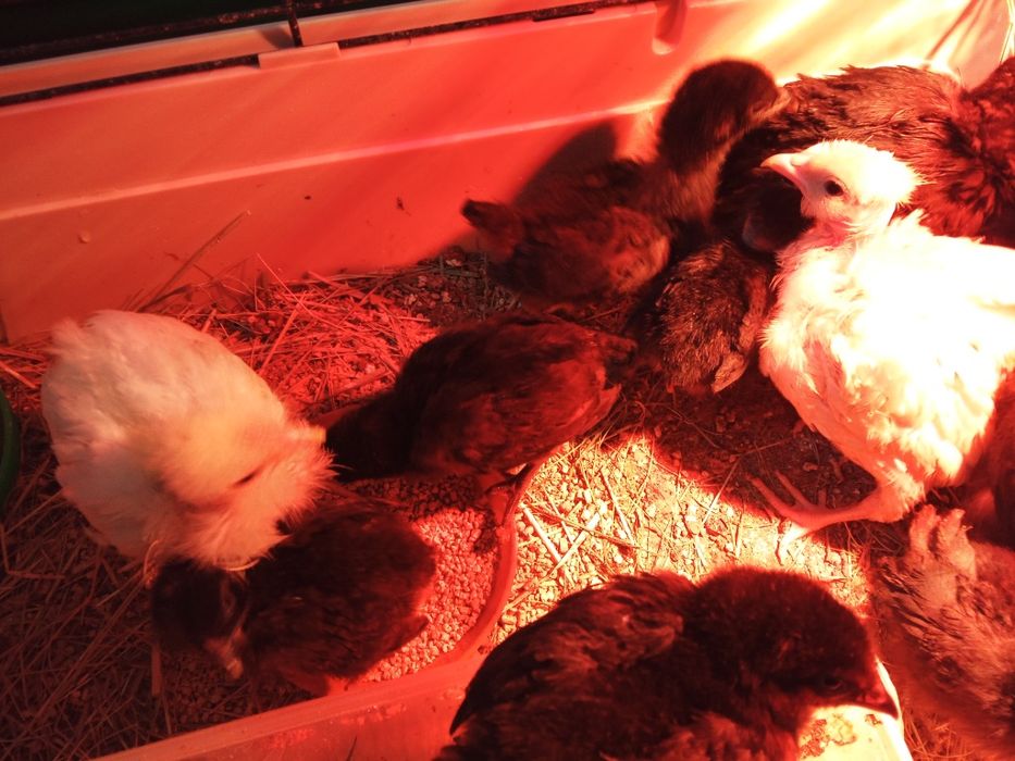 Jaja lęgowe kurek niosek