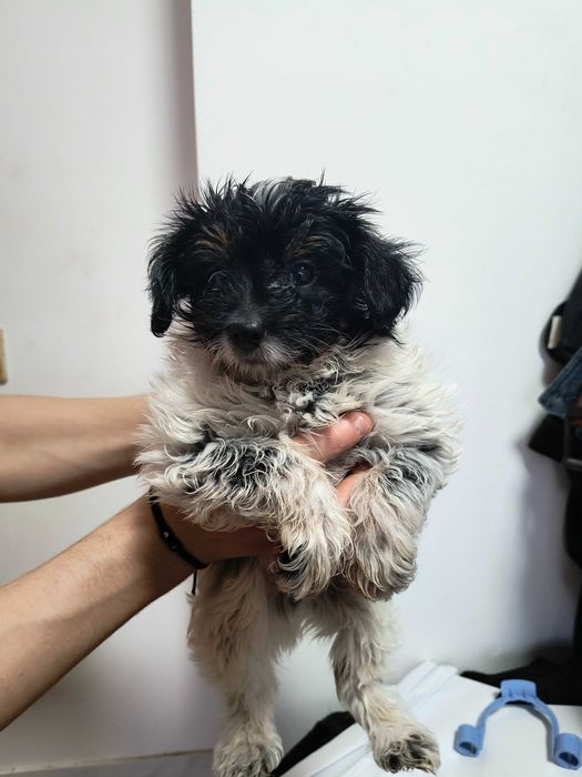 Śliczny chłopiec rasy maltipoo.