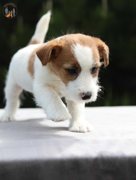 Jack Russell Terrier ZKwP FCI - linia zwycięzców świata