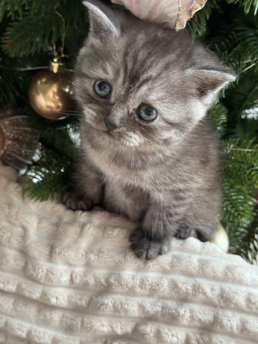 продається висловушка дівчинка