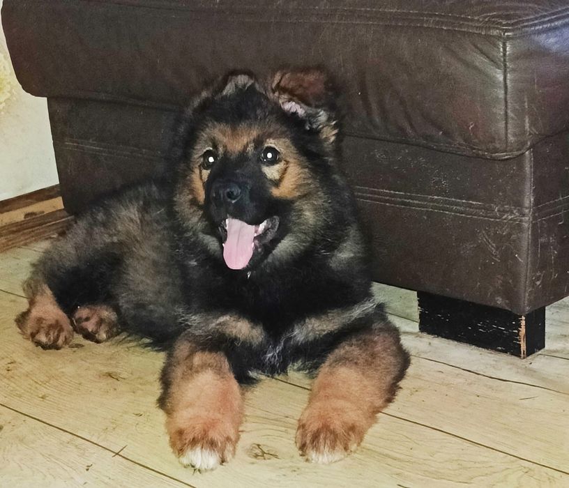 Szczeniak w typie Owczarek Niemiecki ,szuka domu.