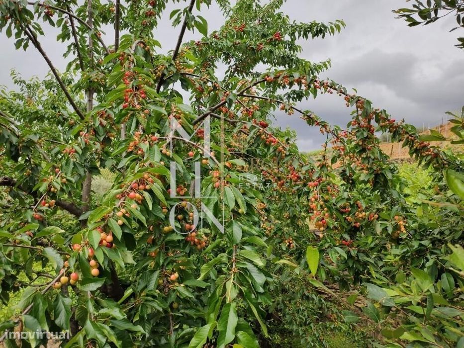 Encantadora Quinta com cerca de 3 Hectares de Tradição e Beleza Natura