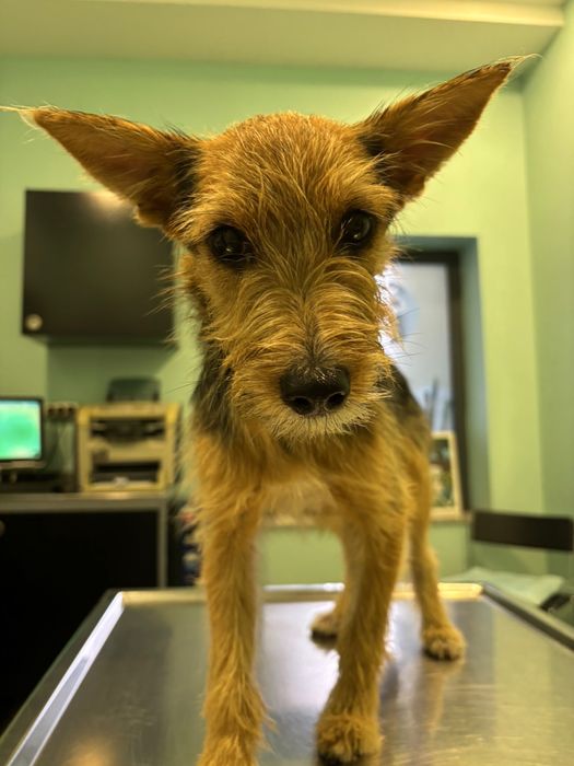 Cães com 1 ano para adoção
